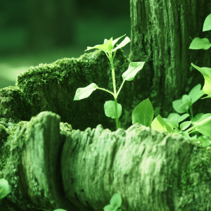 Sostenibilidad representada por una pequeรฑa planta que crece en un tronco de madera.